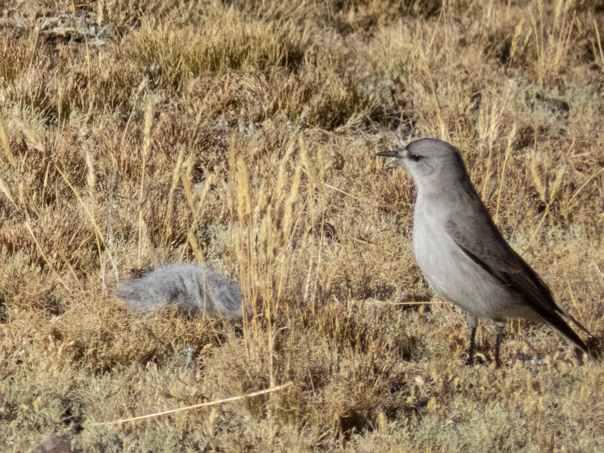 Black-fronted Ground-Tyrant - ML621950668