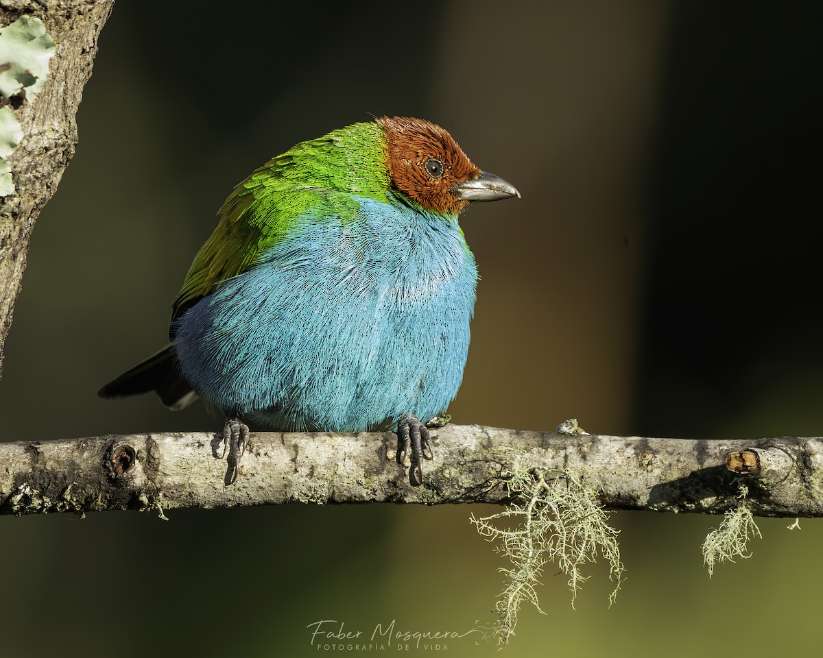 Bay-headed Tanager - ML621950700