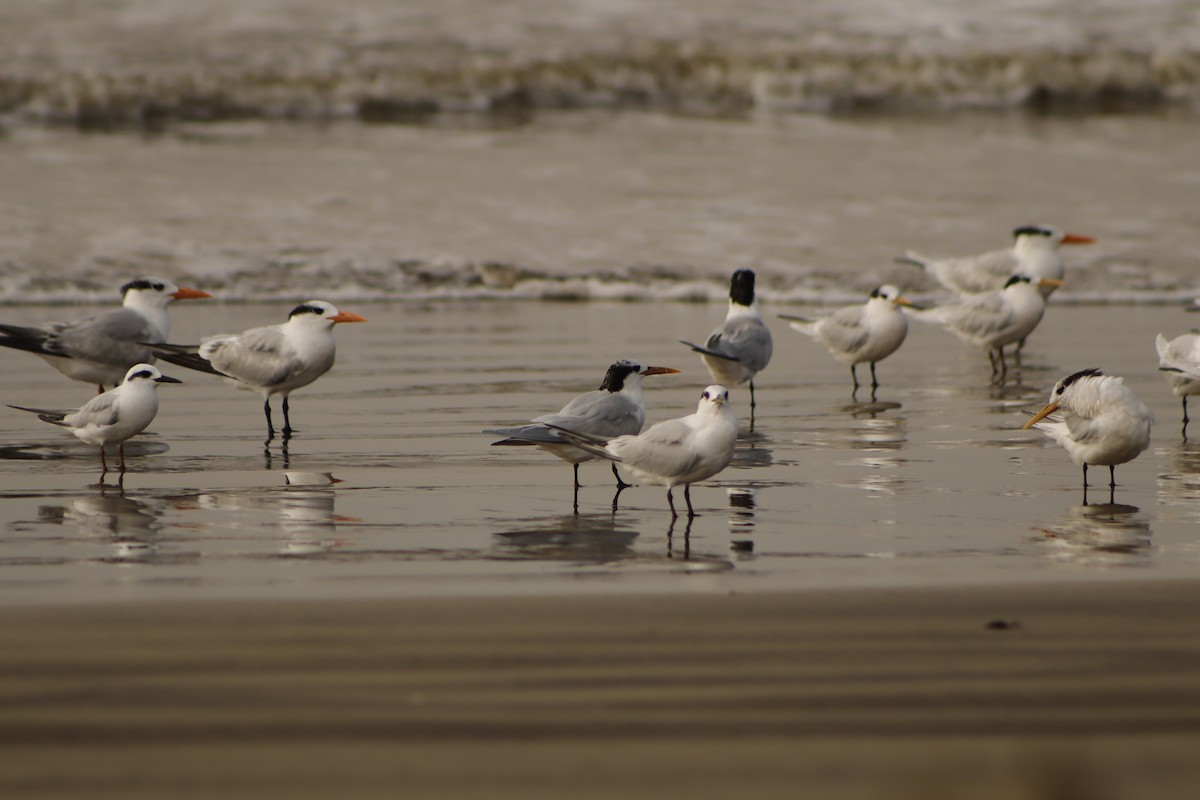 Snowy-crowned Tern - ML621950707