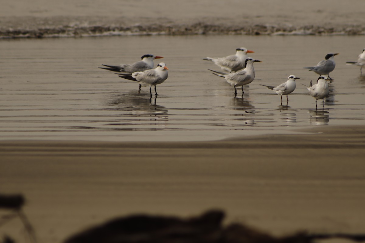 Snowy-crowned Tern - ML621950727