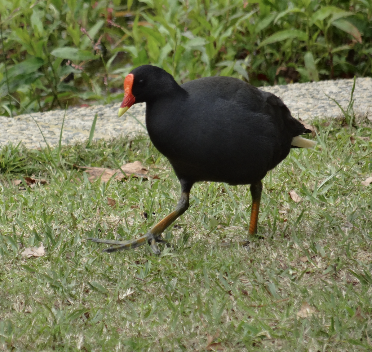 Dusky Moorhen - Peter Raggio