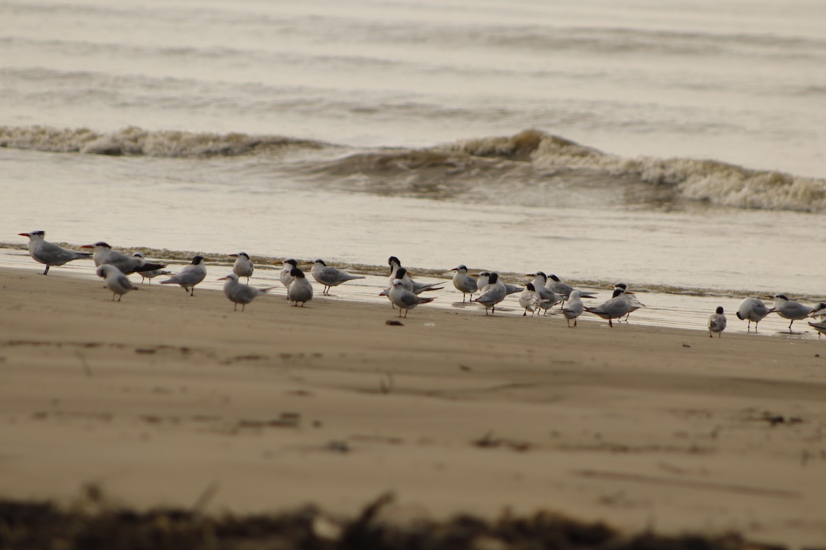 Snowy-crowned Tern - ML621950744