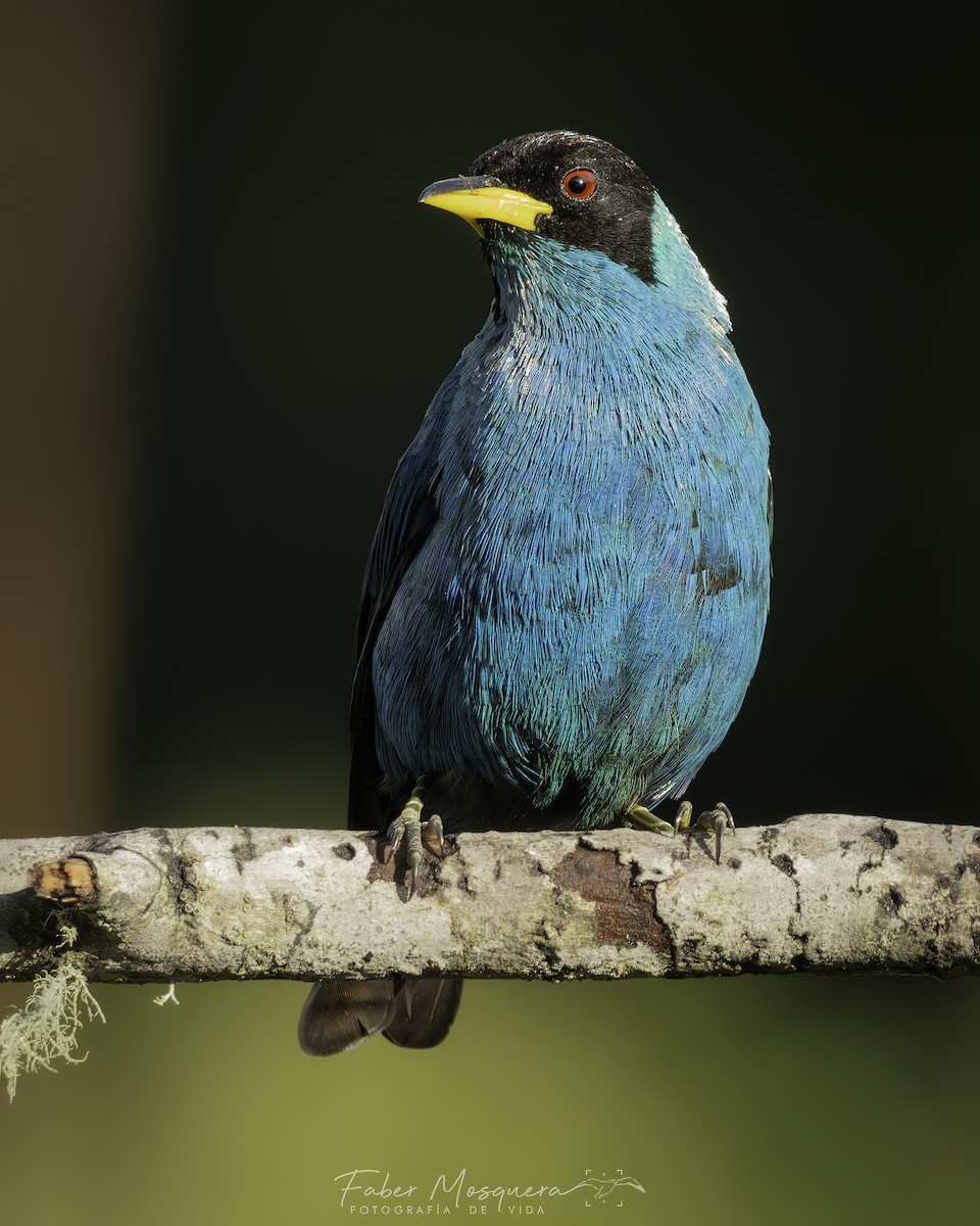Green Honeycreeper - ML621950764