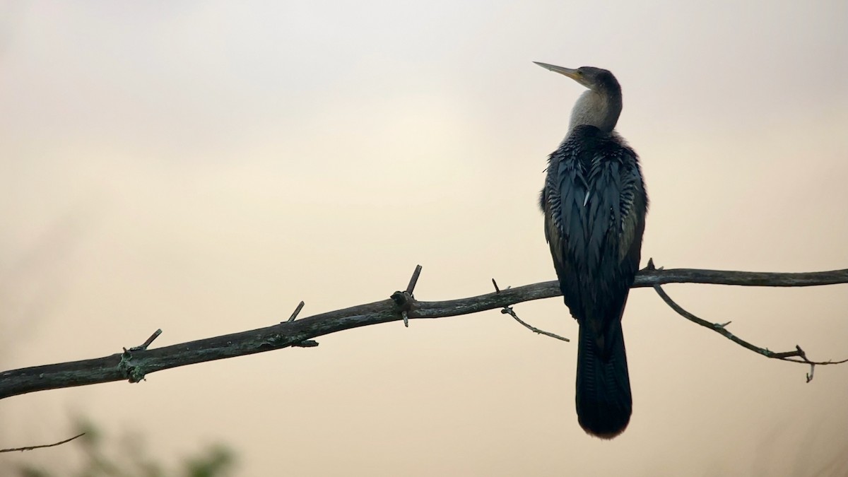 Anhinga - ML621950829