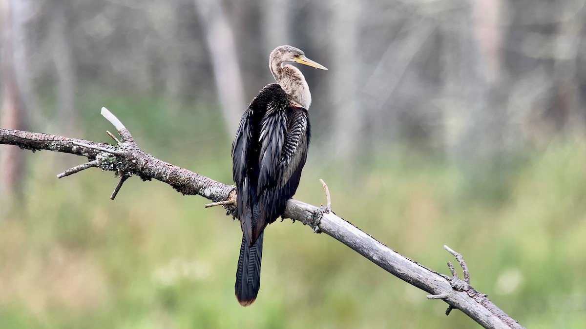 Anhinga - ML621950830
