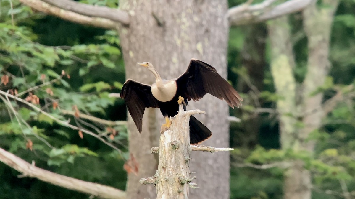 Anhinga - ML621950831