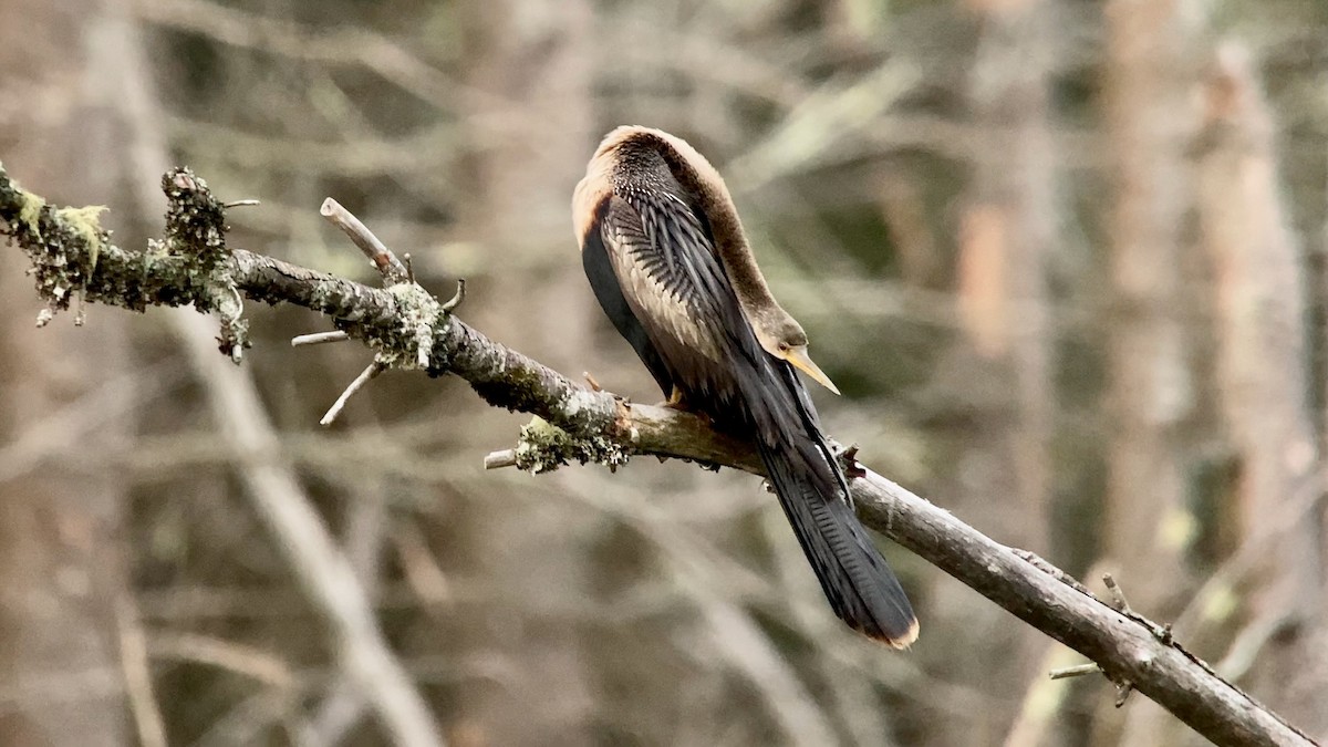 Anhinga - ML621950832