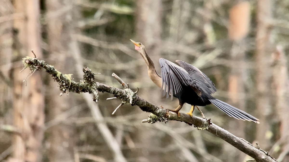 Anhinga - ML621950833