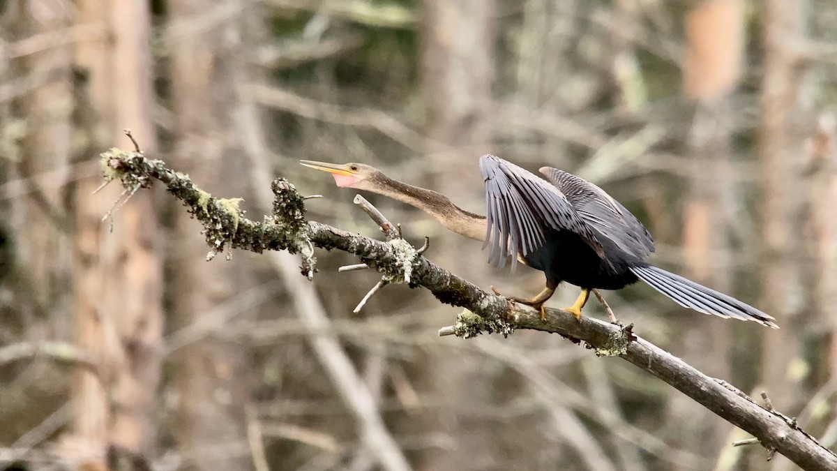 Anhinga - ML621950834