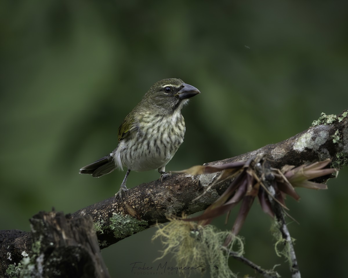 Streaked Saltator - ML621950882