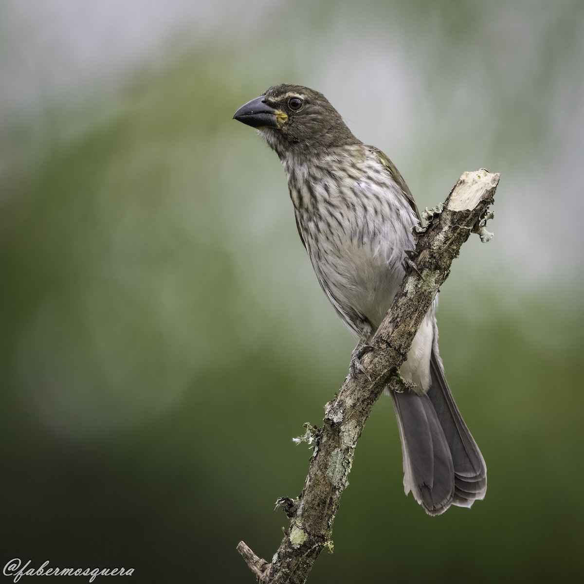 Streaked Saltator - ML621950893