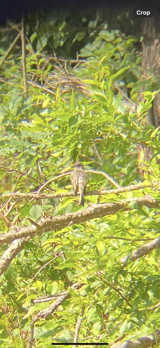 Great Crested Flycatcher - ML621950969