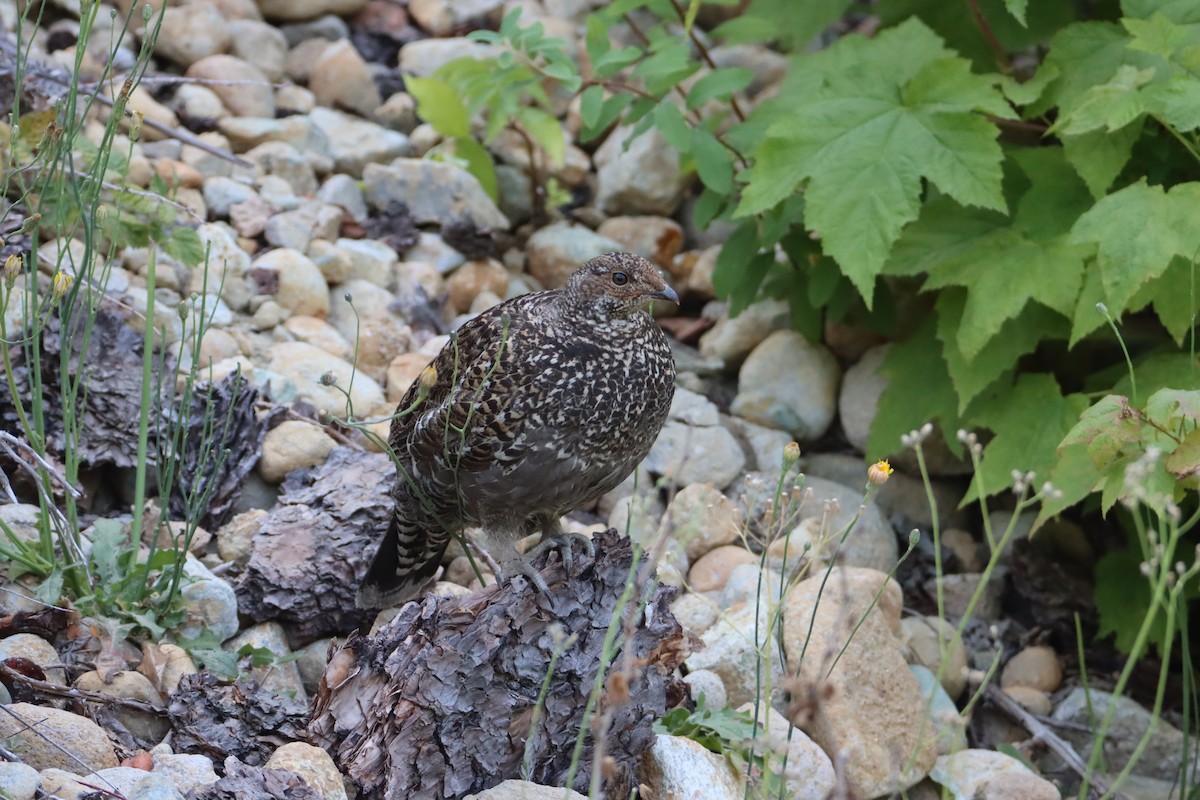 Sooty Grouse - ML621950999