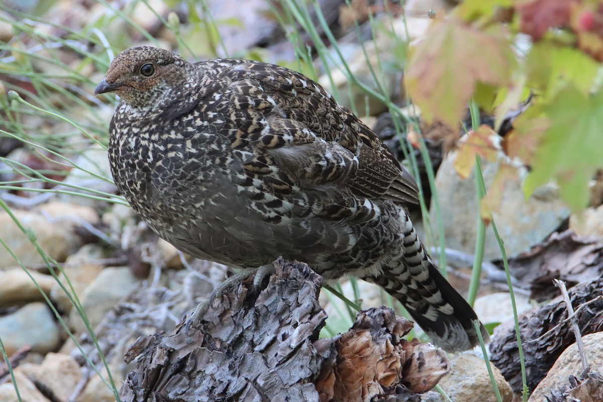 Sooty Grouse - Daniel Donnecke