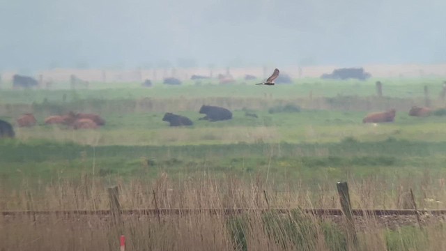 Montagu's Harrier - ML621951061