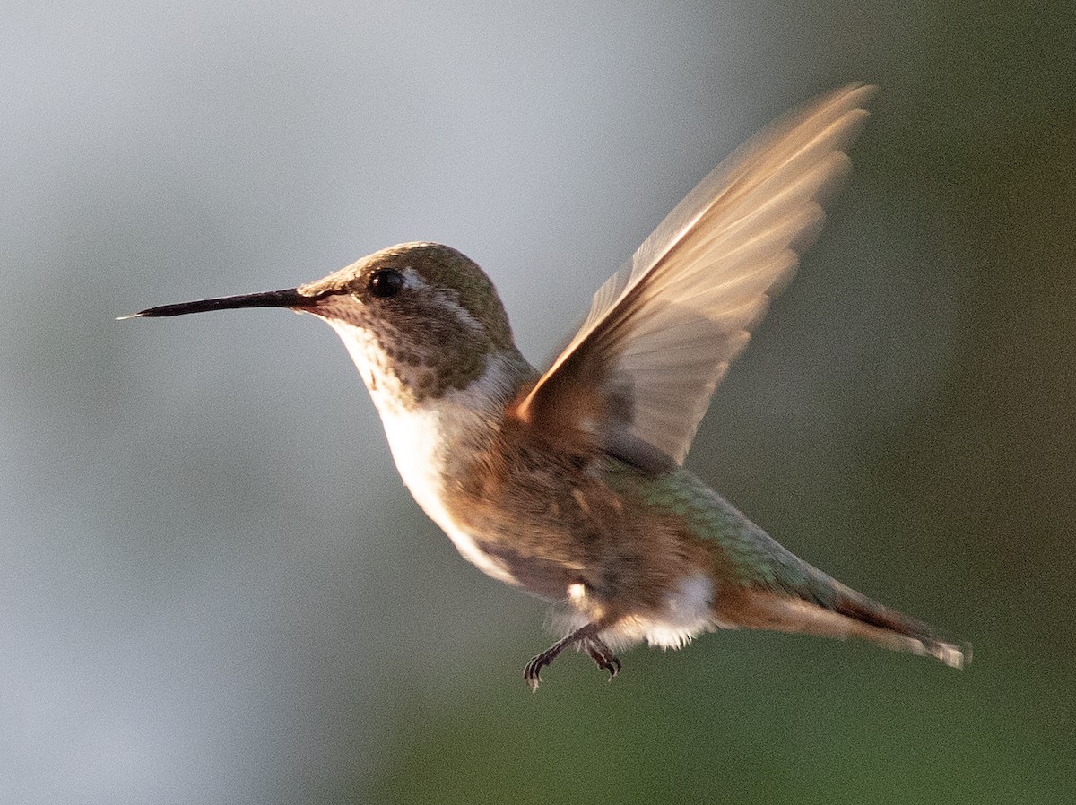 Colibrí Rufo - ML621951085