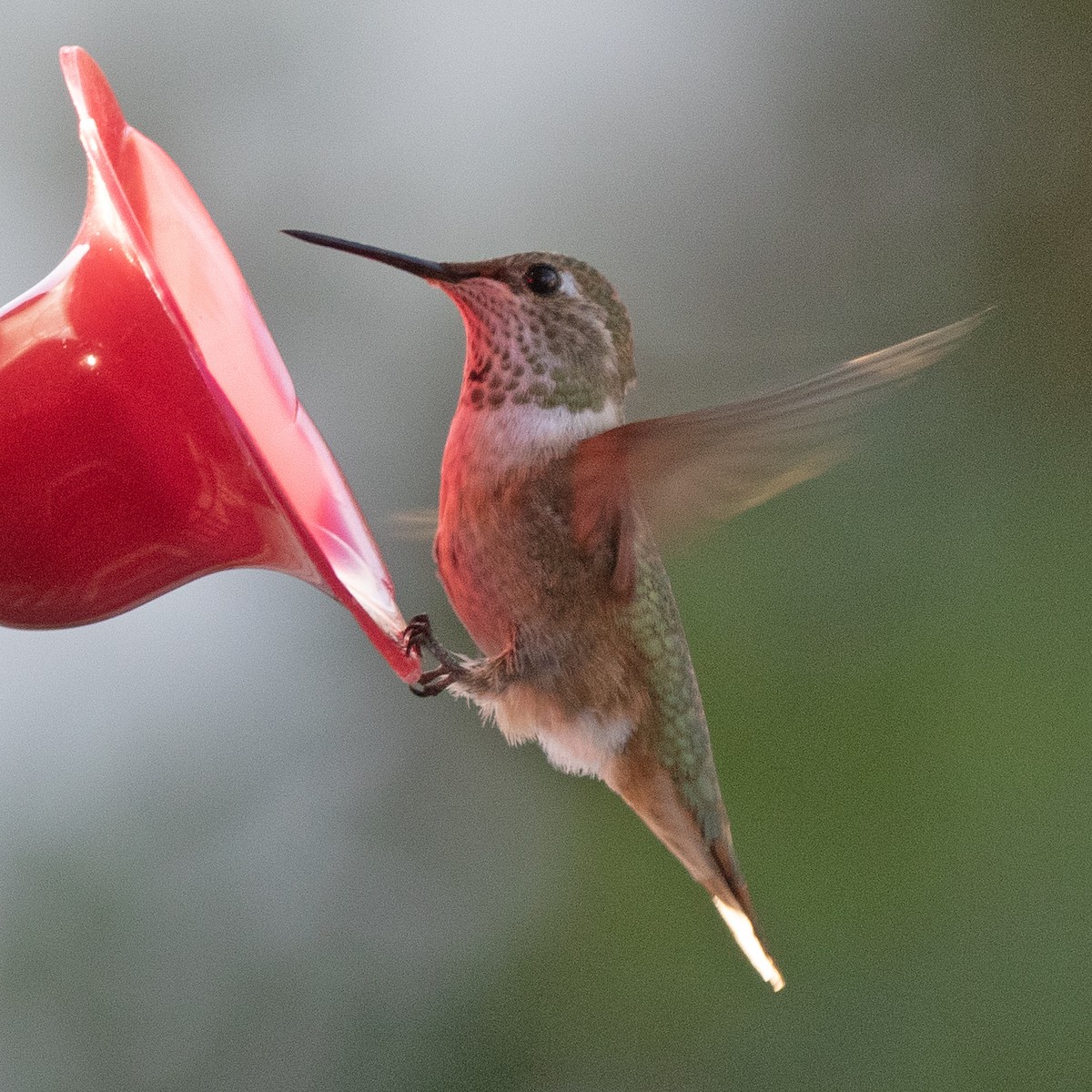 Colibrí Rufo - ML621951086