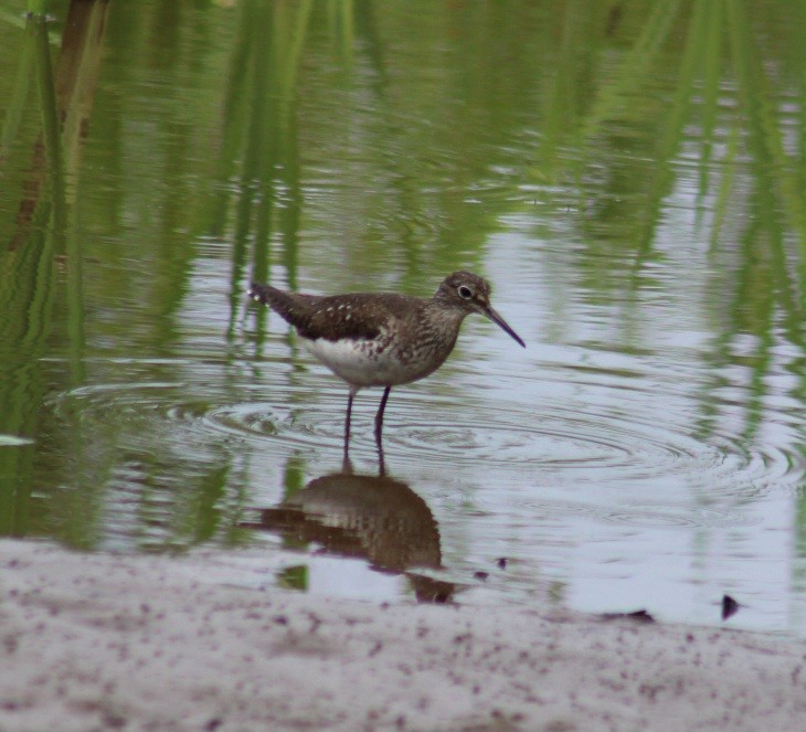 Solitary Sandpiper - ML621951190