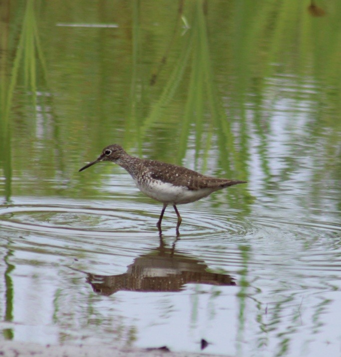 Solitary Sandpiper - ML621951191