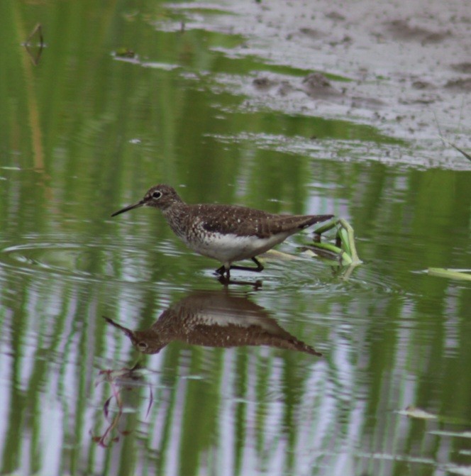 Solitary Sandpiper - ML621951192