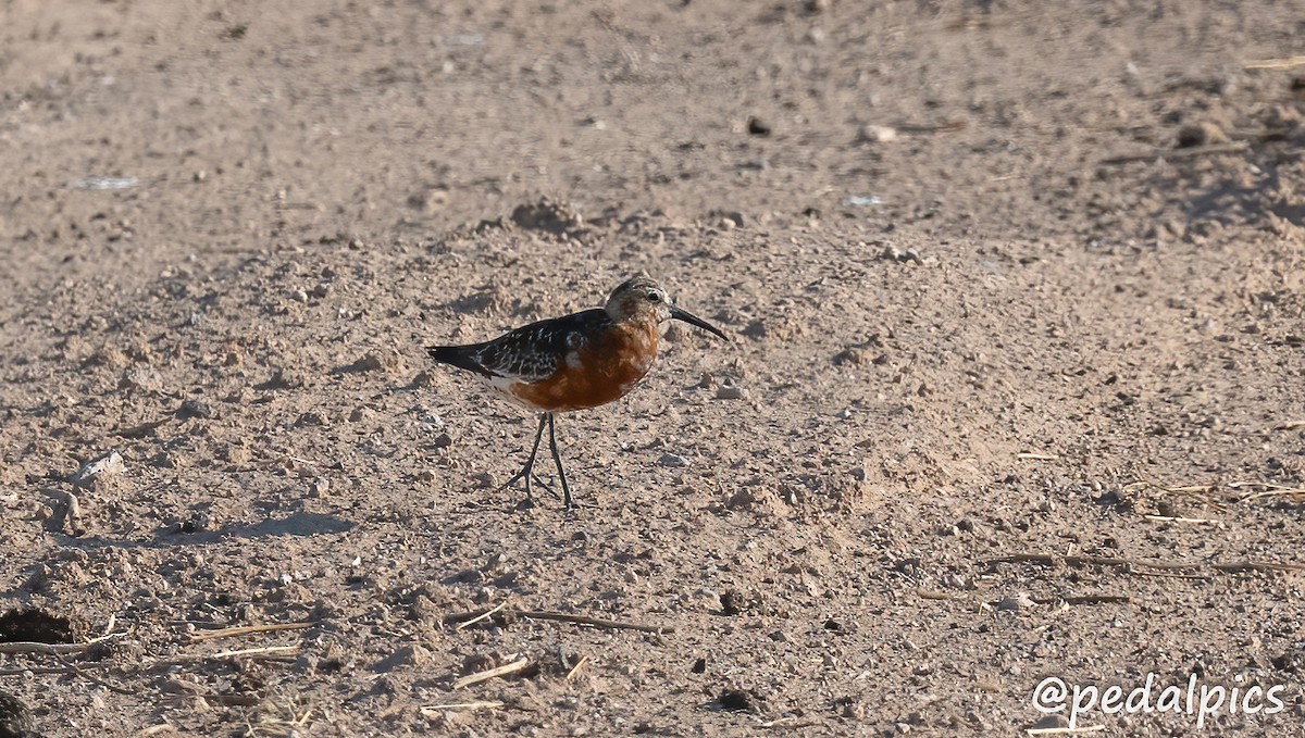 Curlew Sandpiper - ML621951266