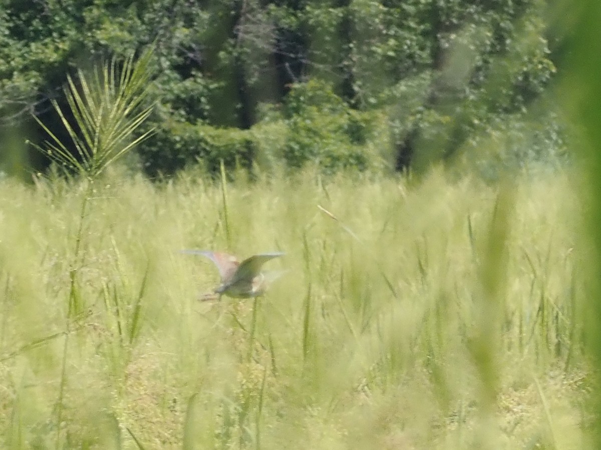 Least Bittern - ML621951280