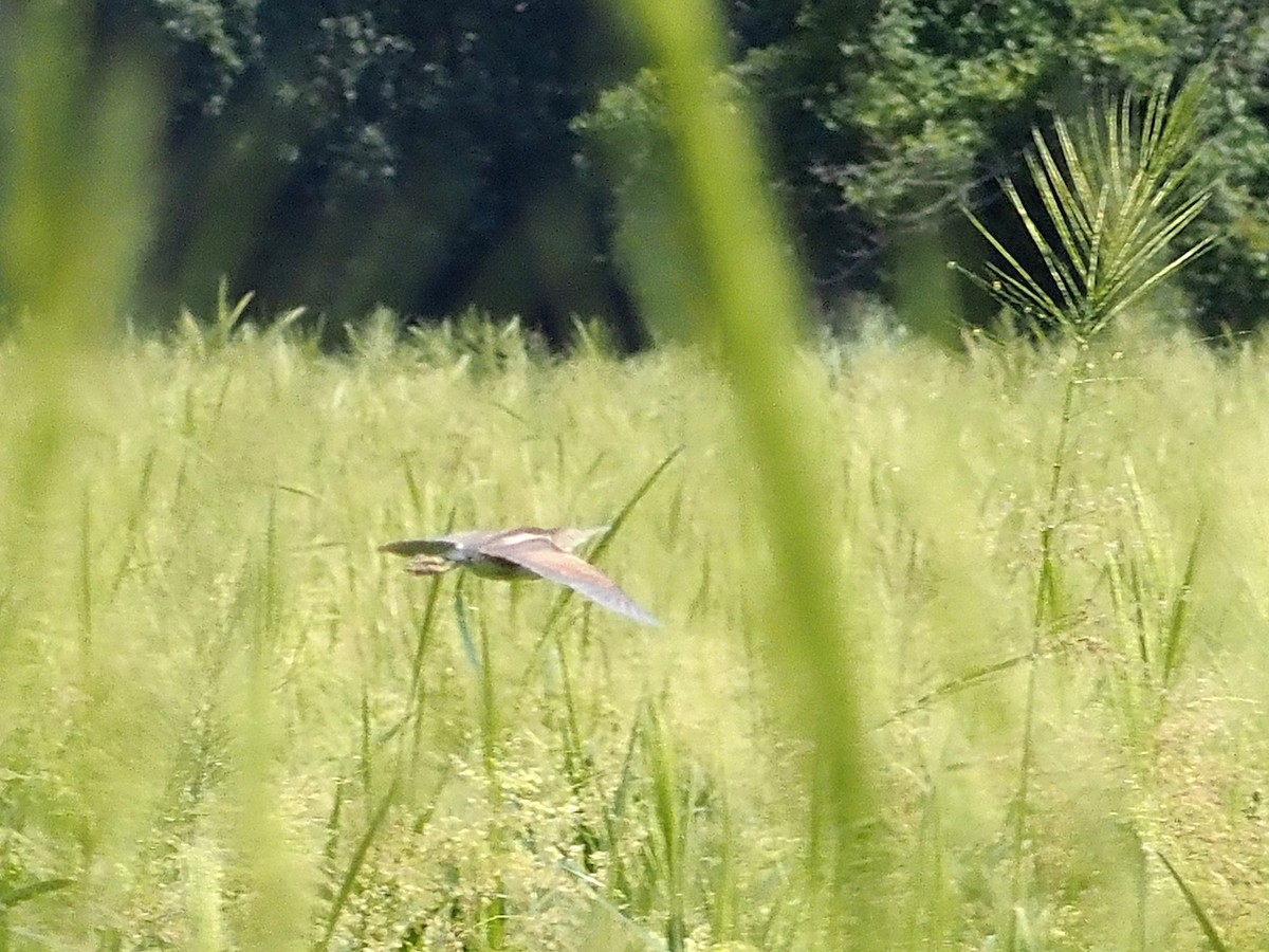 Least Bittern - Luc and Therese Jacobs