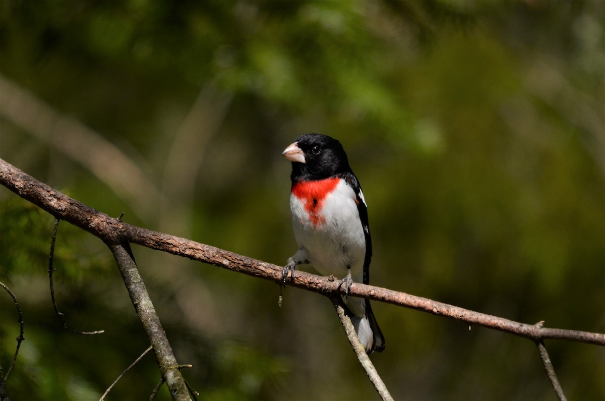 Rose-breasted Grosbeak - ML621951293