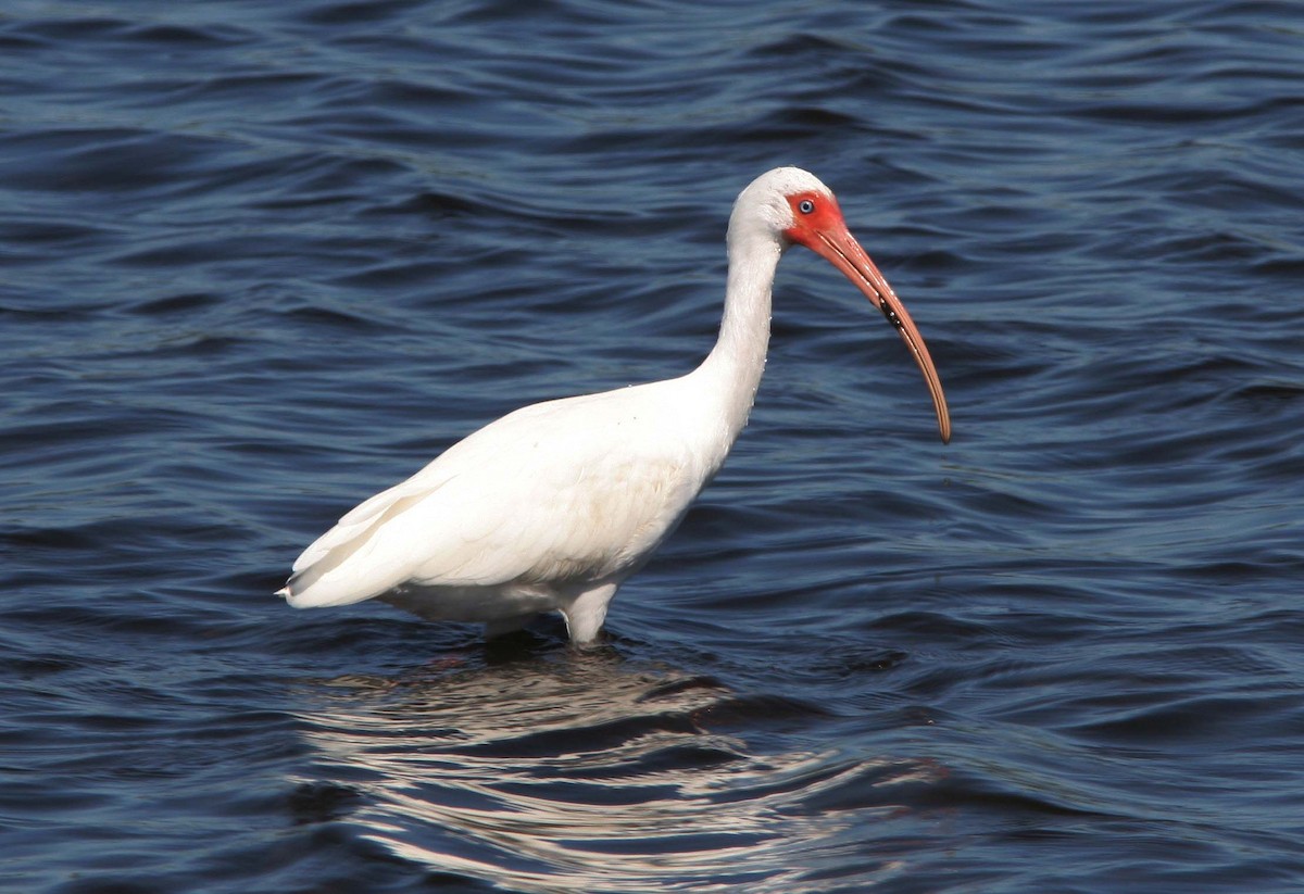 ibis bílý - ML62195131