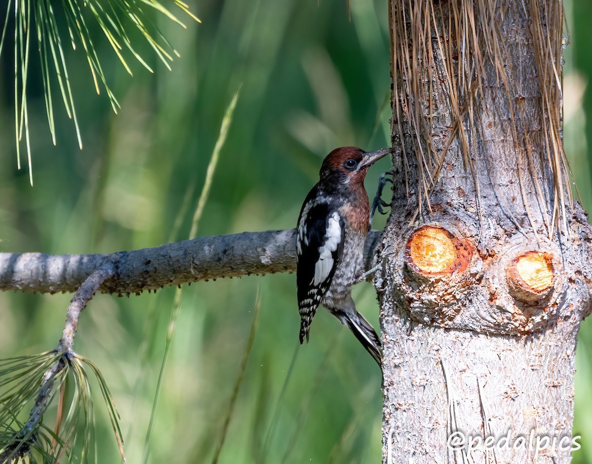 Red-breasted Sapsucker - ML621951317