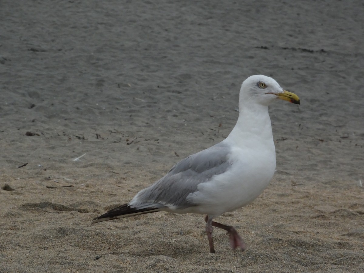 European Herring Gull - ML621951320