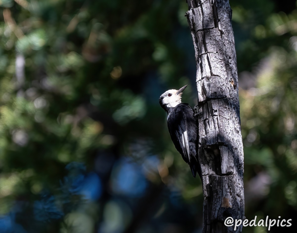 White-headed Woodpecker - ML621951324