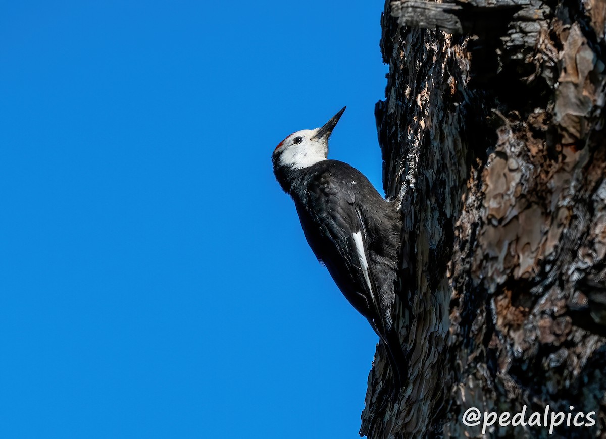 White-headed Woodpecker - ML621951325