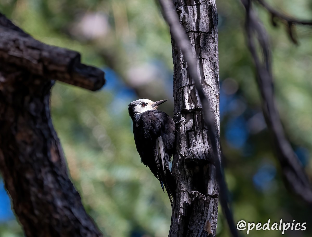 White-headed Woodpecker - ML621951326