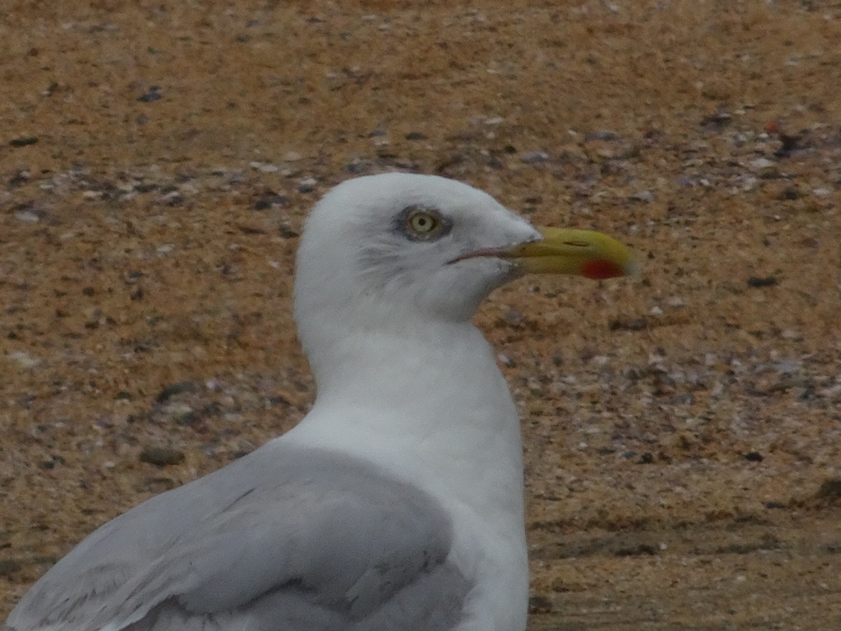European Herring Gull - ML621951345