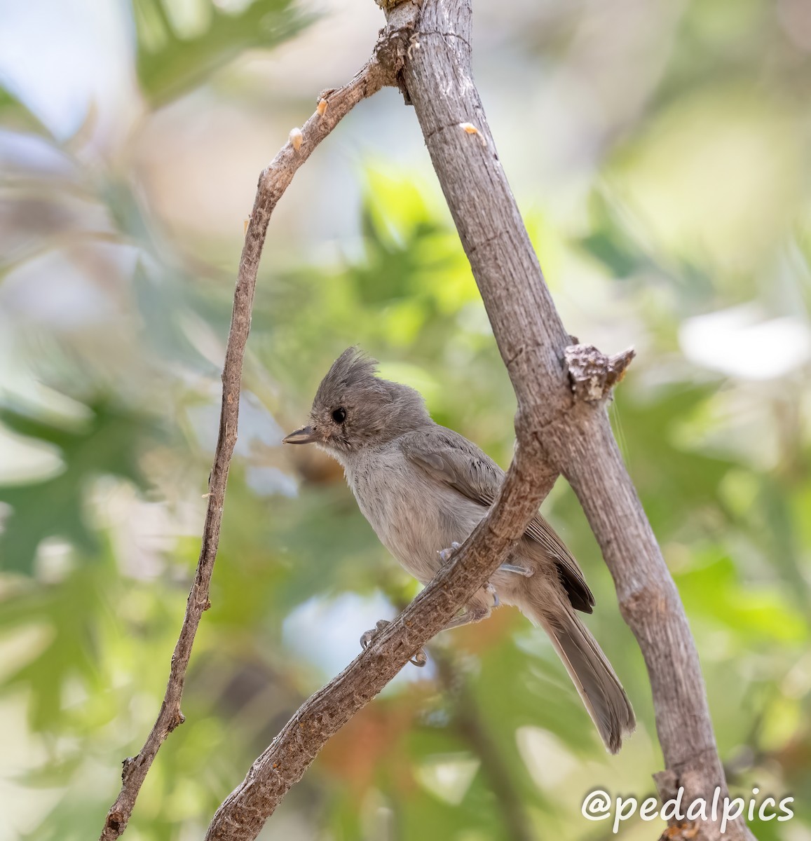 Oak Titmouse - ML621951356