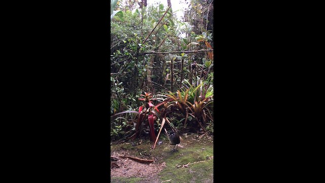 Jocotoco Antpitta - ML621951397