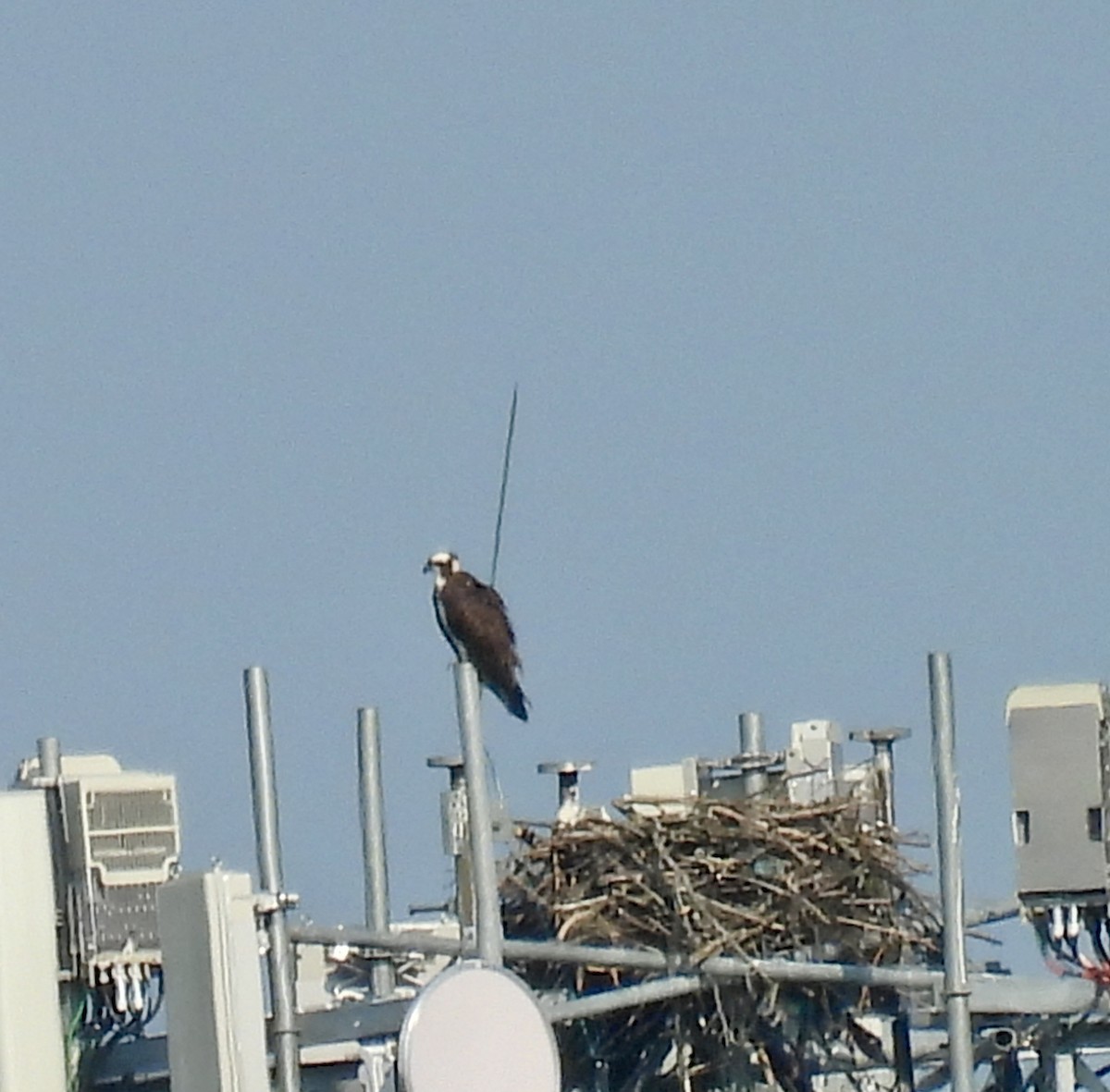 Osprey - ML621951455