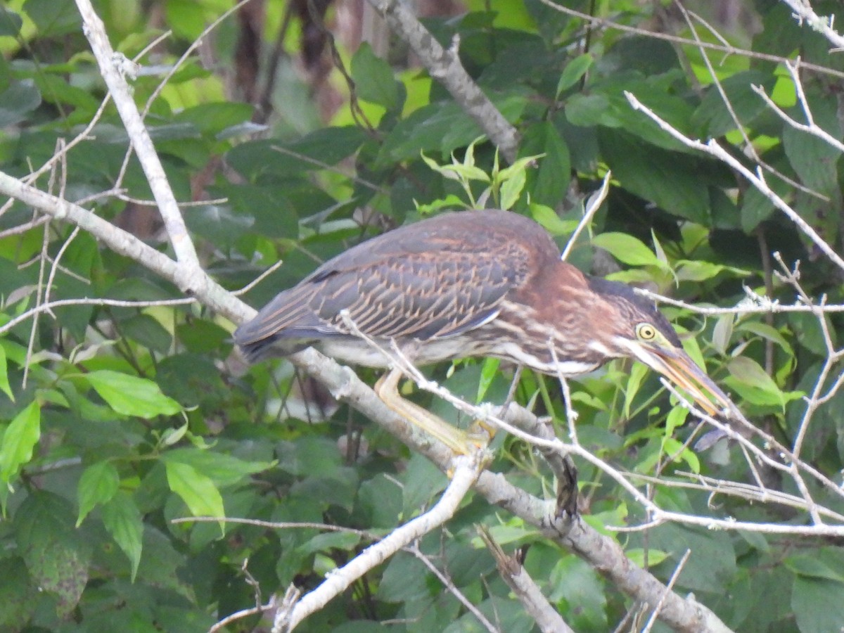 Green Heron - ML621951558