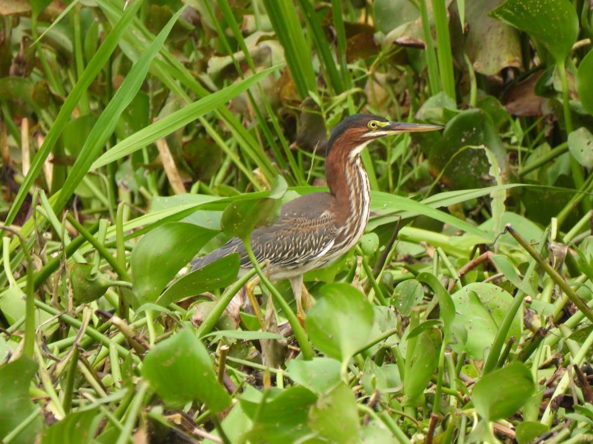 Green Heron - Jeff&Jenn Joffray