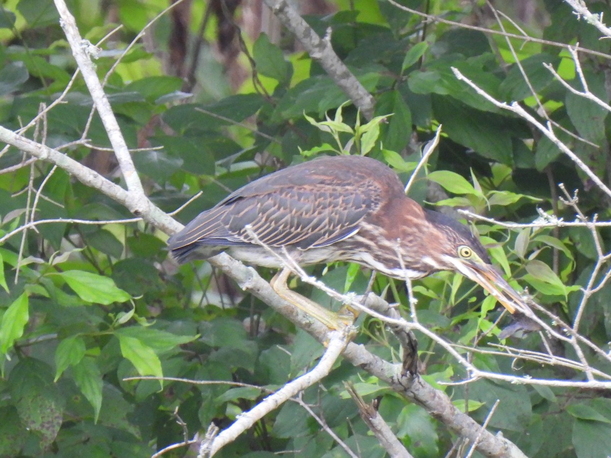 Green Heron - ML621951560