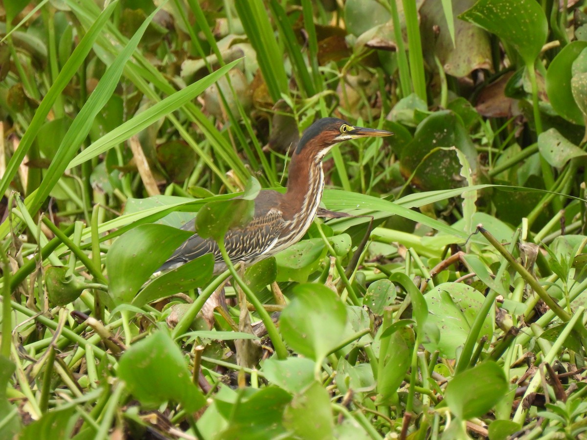 Green Heron - ML621951563