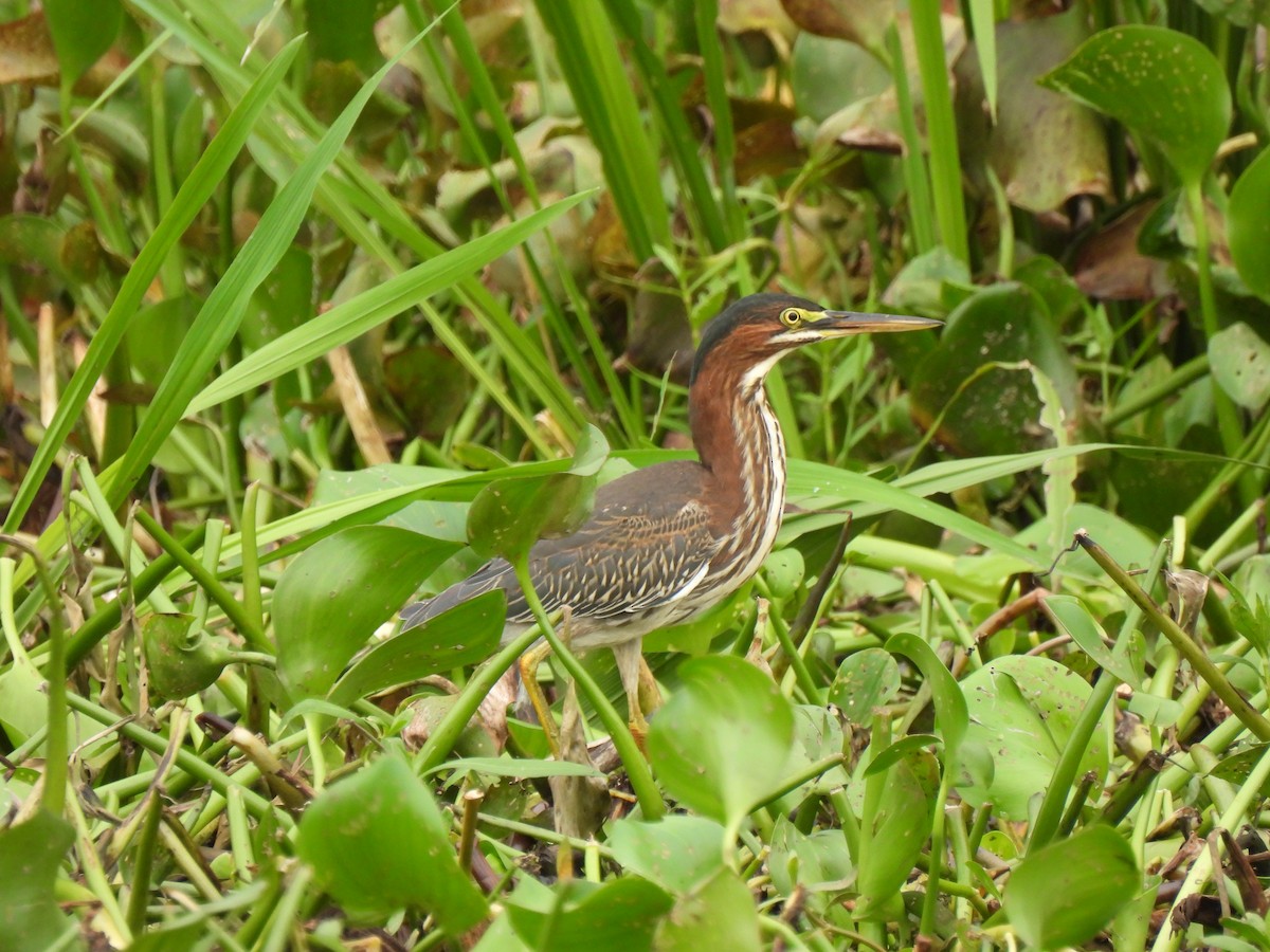 Green Heron - ML621951564