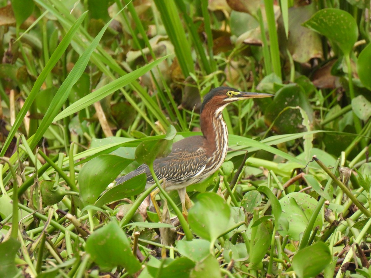 Green Heron - ML621951565