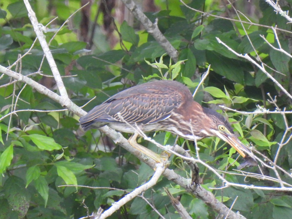 Green Heron - ML621951566