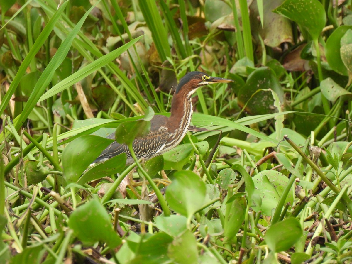 Green Heron - ML621951567