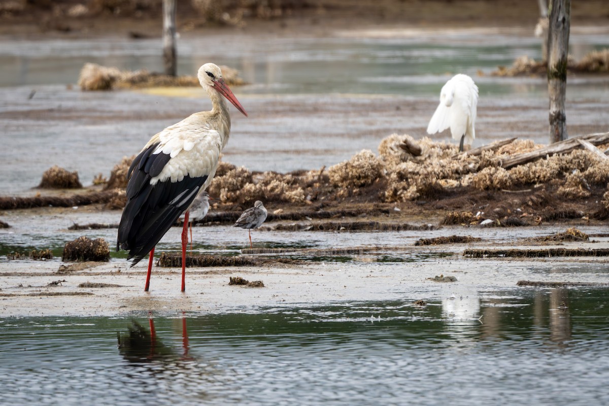 White Stork - Cyril Duran