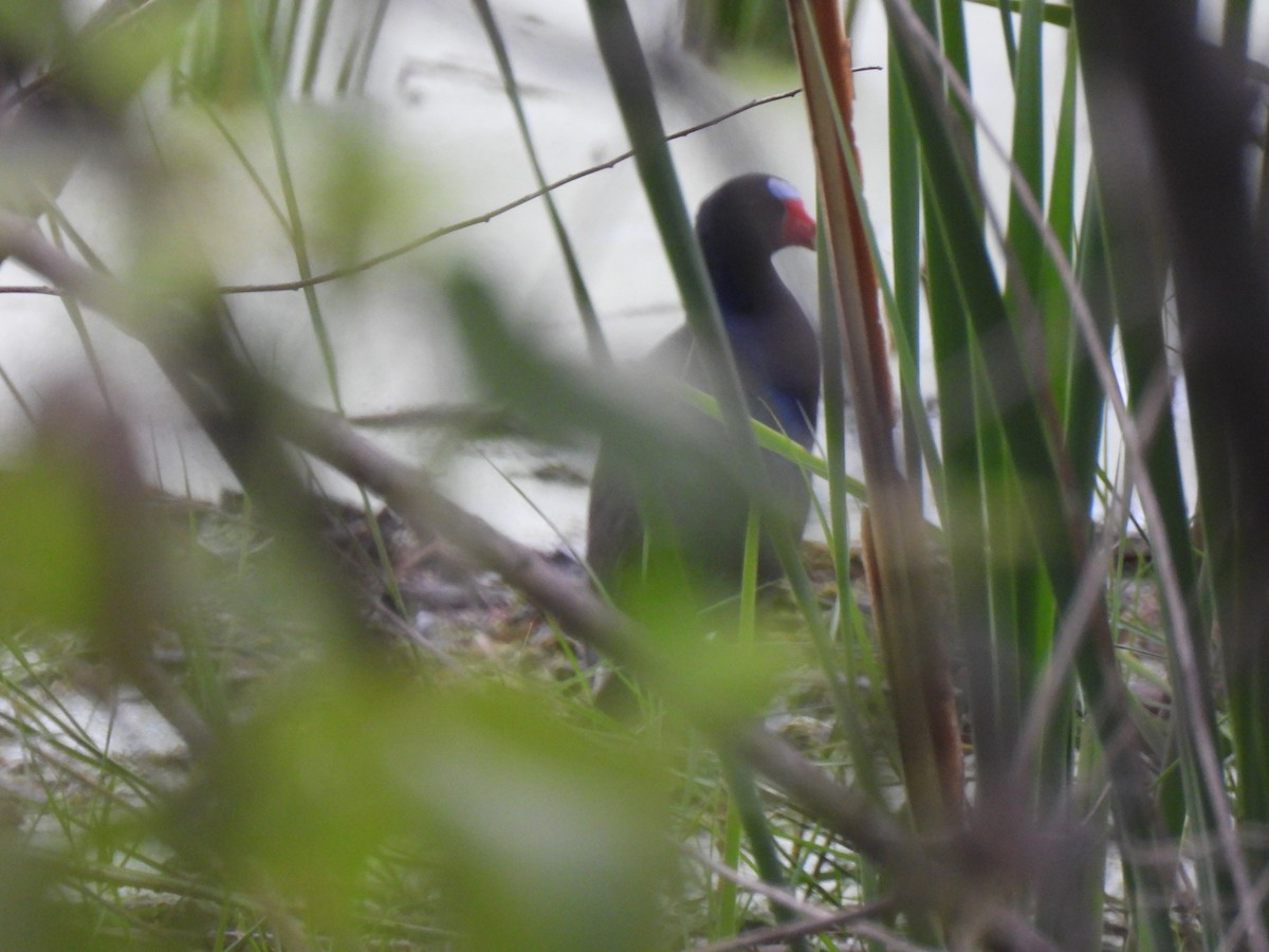 Purple Gallinule - ML621951690