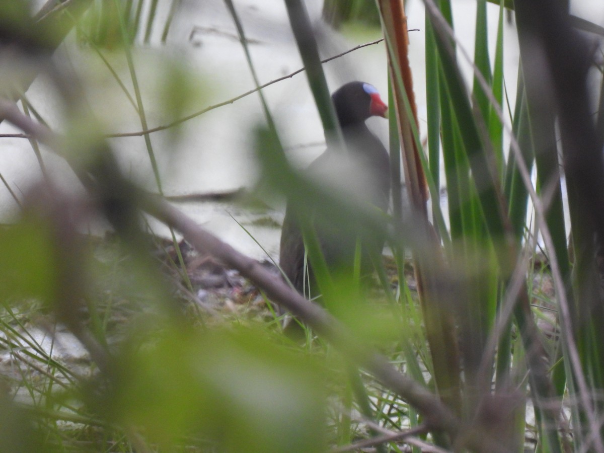 Purple Gallinule - ML621951692