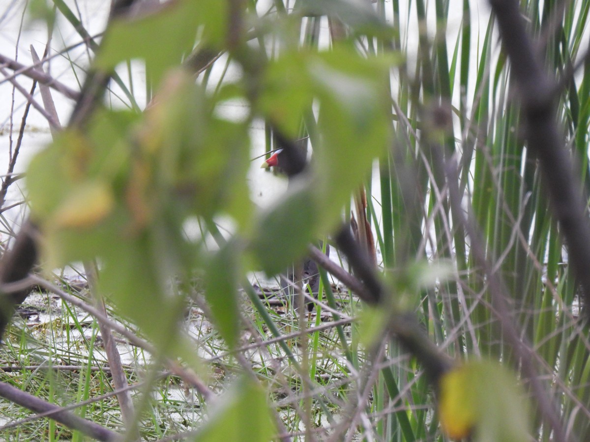 Purple Gallinule - ML621951695